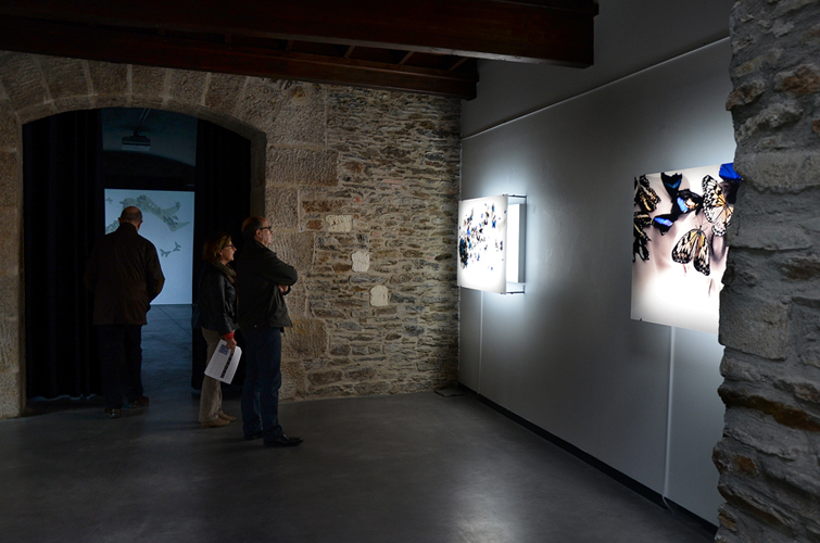 Travail photographique Nymphalis antiopa à l'espace d'art contemporain de la ville de Nantes, 2014